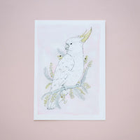 Acacia Cockatoo A3 Giclee Print