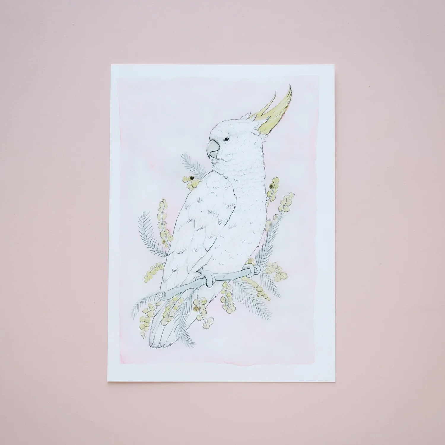 Acacia Cockatoo A3 Giclee Print