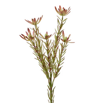 Leucadendron Spray