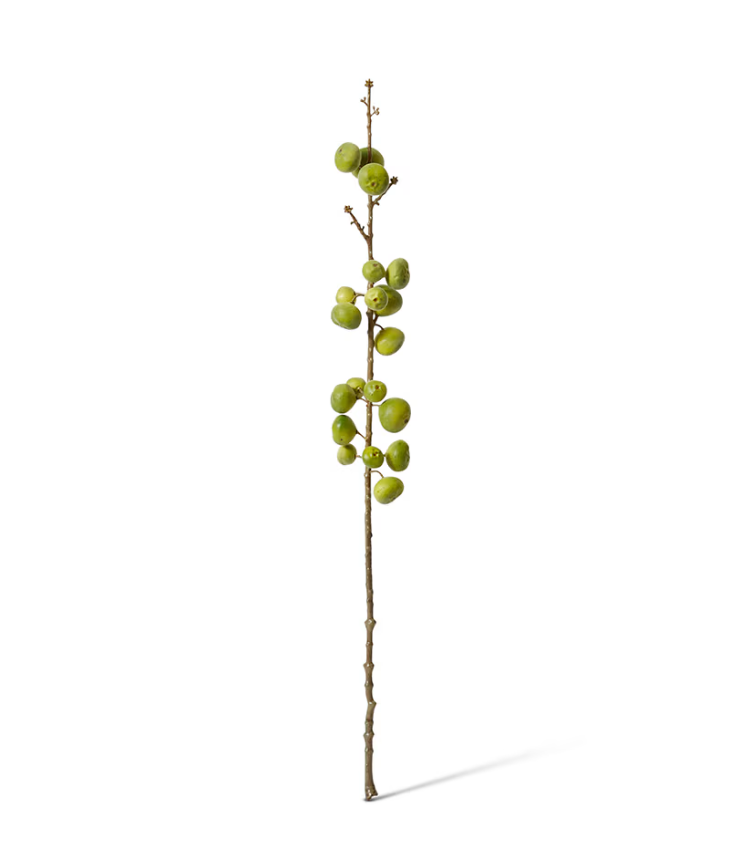 Fig Stem | Green