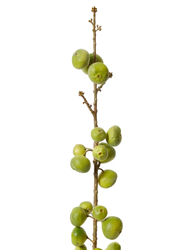 Fig Stem | Green