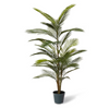 Areca Palm Outdoor | Green