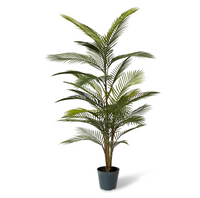 Areca Palm Outdoor | Green