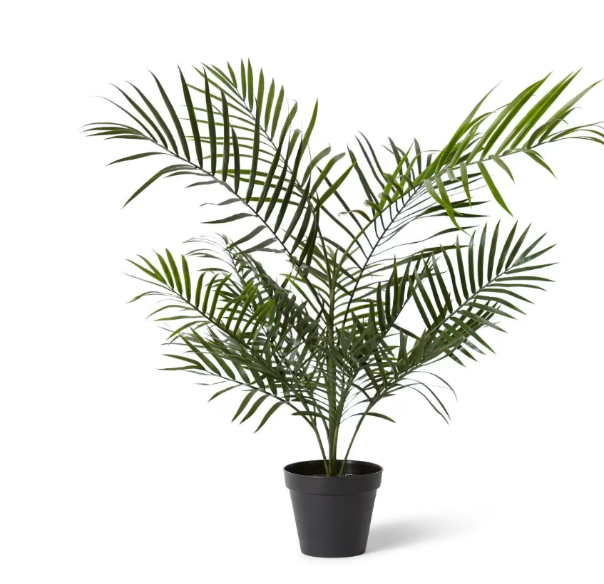 Areca Palm Outdoor | Green