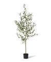 Olive Tree | Grey Green