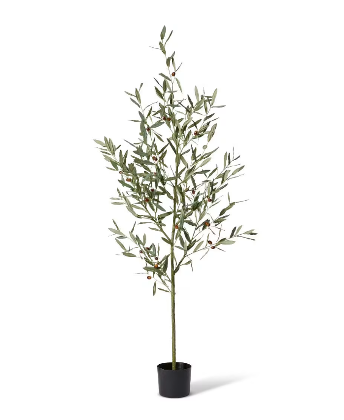 Olive Tree | Grey Green