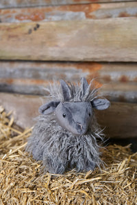 Aiden the Angora Goat