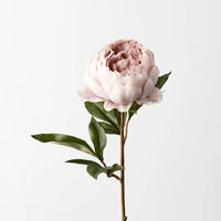 Peony |  Dusty Pink