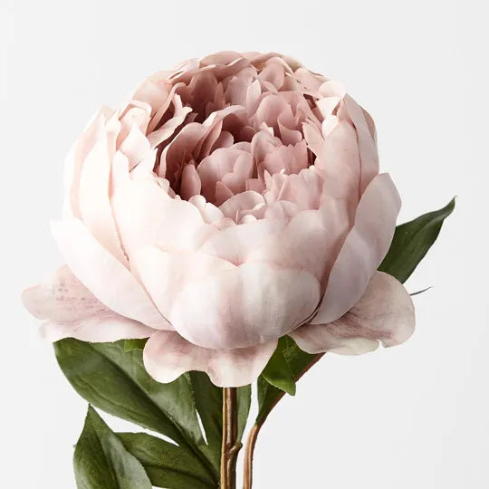 Peony |  Dusty Pink