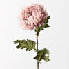 Chrysanthemum | Dusty Pink