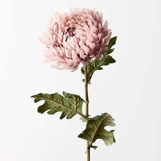 Chrysanthemum | Dusty Pink