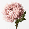 Chrysanthemum | Dusty Pink