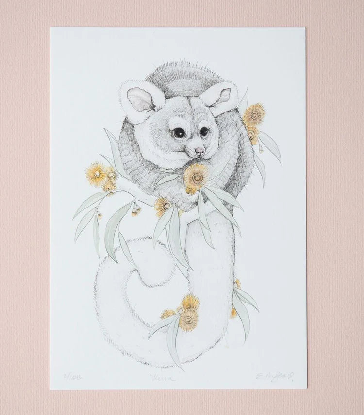 Kirra Possum A3 Giclee Print