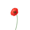 Stake Poppy Red