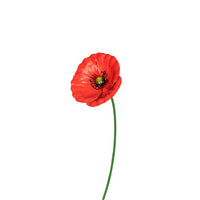 Stake Poppy Red