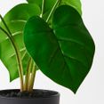 Philodendron Plant | Green