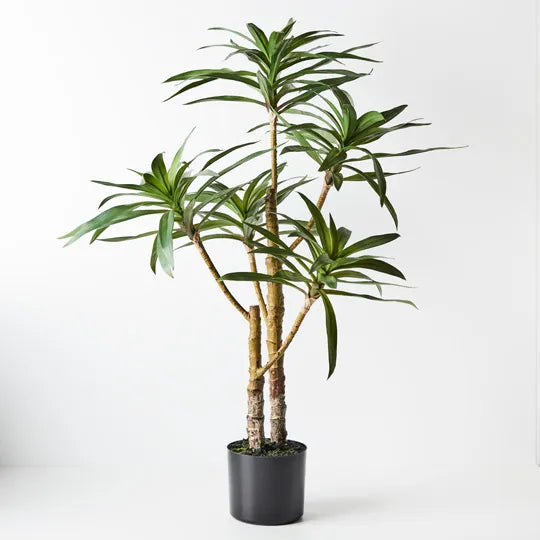 Yucca Green Plant | 91cm