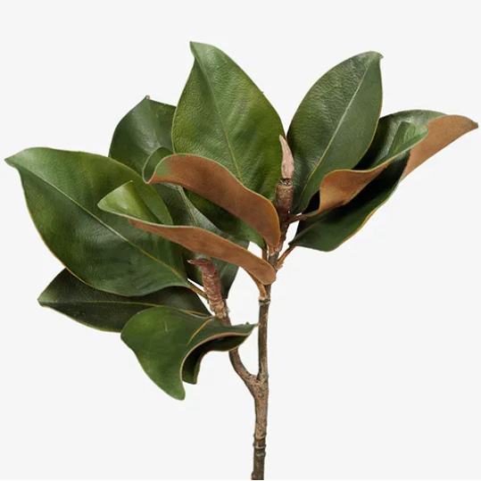 Magnolia Foliage