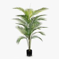 Palm Parlour Plant | Green