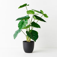 Philodendron Plant | Green