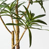 Yucca Green Plant | 91cm