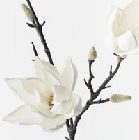 Magnolia Japanese Spray