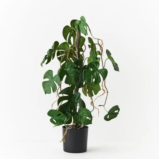 Monstera Vine Plant 64cm