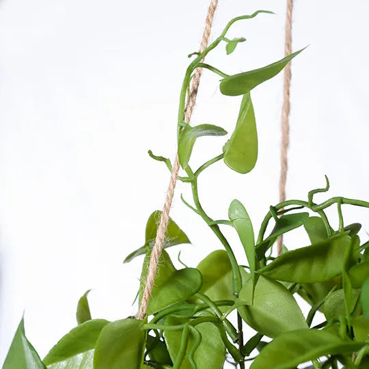 Philodendron Hanging Bowl