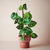 Monstera Vine Plant 64cm