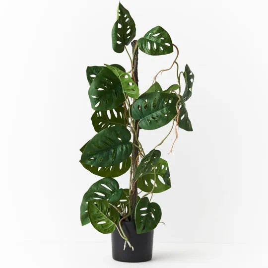 Monstera Vine Plant 64cm